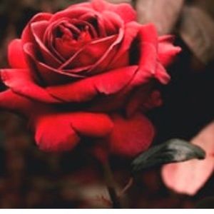 Meet your Posher, Dayonna